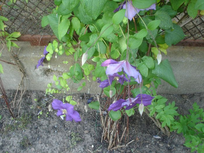 clematis