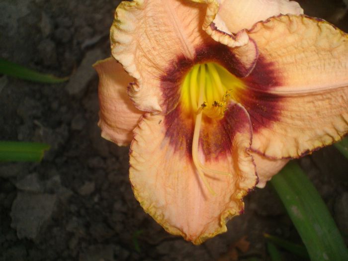 hemerocallis