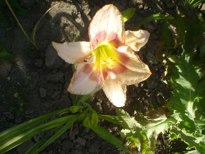 hemerocallis - 06 LUNA IUNIE 2014