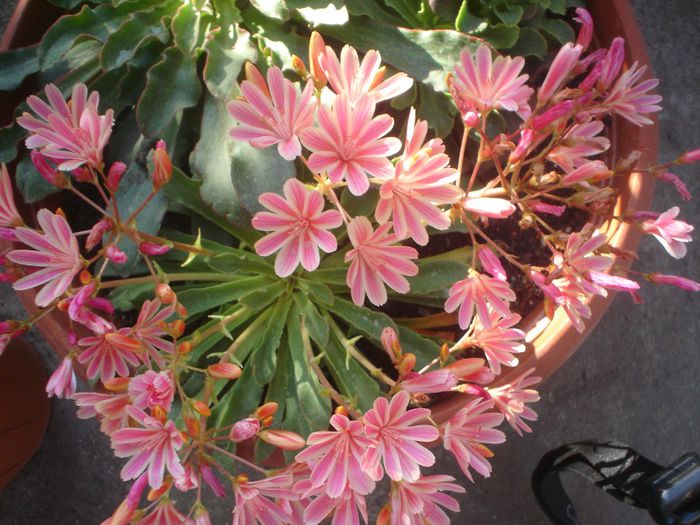 lewisia