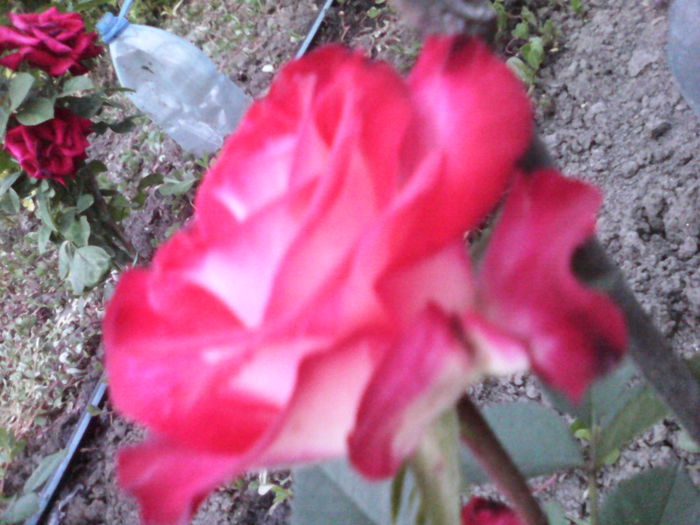 IMG_20140610_204945 - trandafiri plantati in toamna 2013