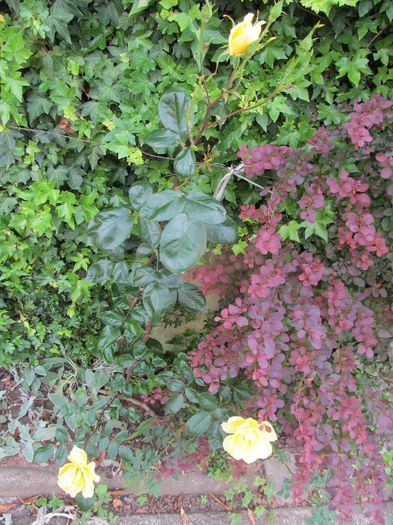  - Diverse 2 - Gradina cu flori