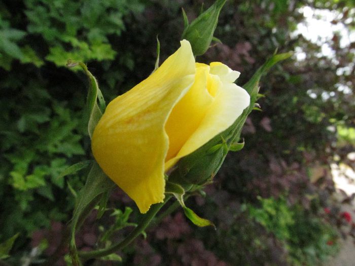  - Diverse 2 - Gradina cu flori