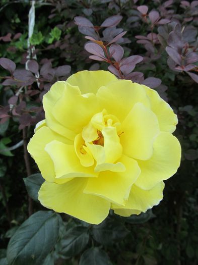  - Diverse 2 - Gradina cu flori