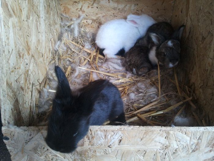 Angora Englez 19 zile - 10-Cuib J-Litter J