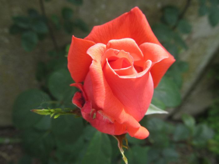  - Diverse 2 - Gradina cu flori