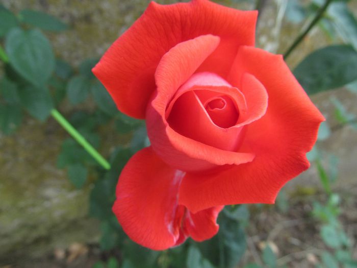  - Diverse 2 - Gradina cu flori