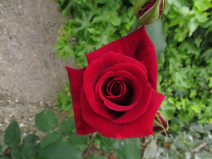  - Diverse 2 - Gradina cu flori