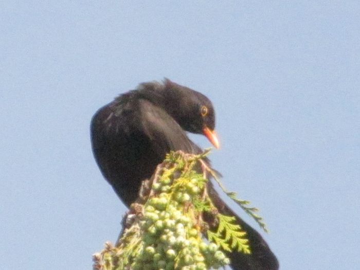 o ultima verificare - din Balcon