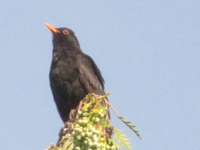 trage aer in piept - din Balcon