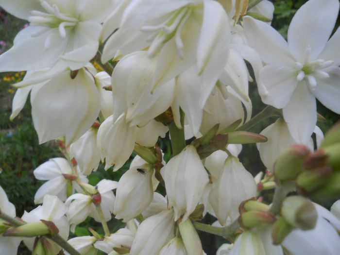 yucca de gradina