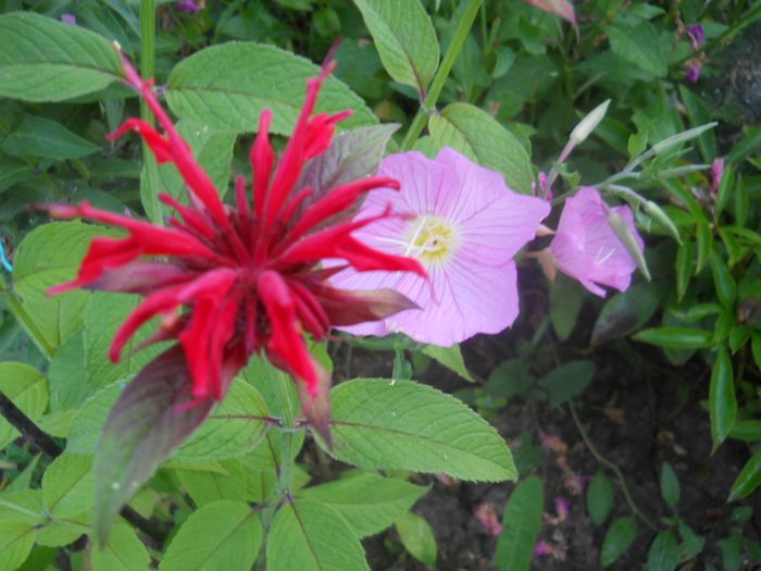 monarda