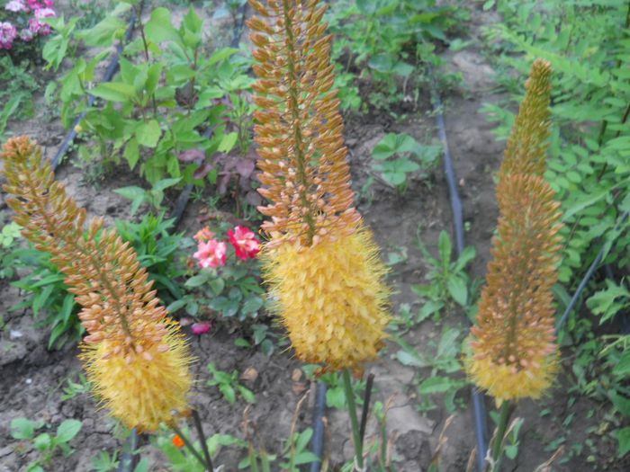 eremurus portocaliu