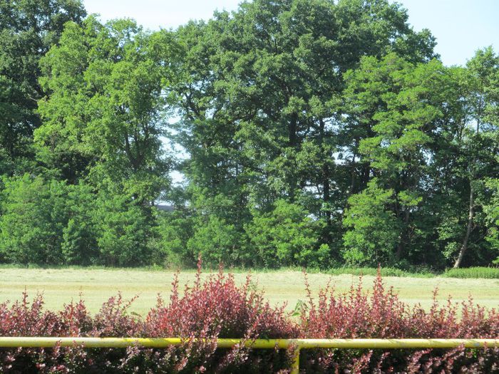 6.6.2014 - Diverse 1 - Plimbari