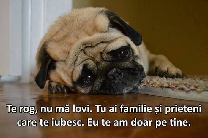 10414490_831528226885774_6762745986031978094_n