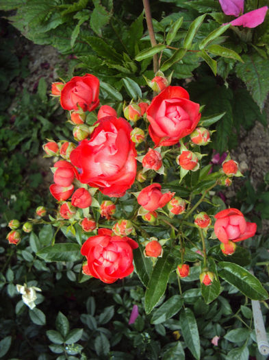 Morsdag; Polyanthus spray, Augusta Rose Society, USA (1999)
Polyanthus spray, Butte Rose Society, USA (2001)

Polyanthus spray, Dixie Rose Club, United States (1999)

Polyanthus spray, Eastern North Carolina R
