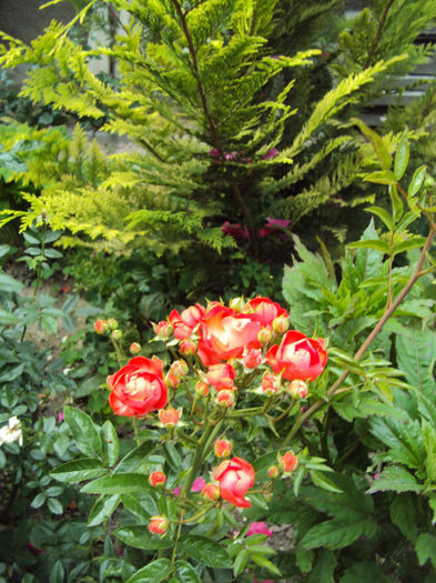 DSC06959 - Morsdag