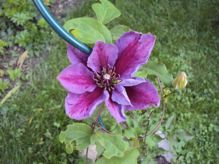 DSC06819 - 1 Clematite 2014