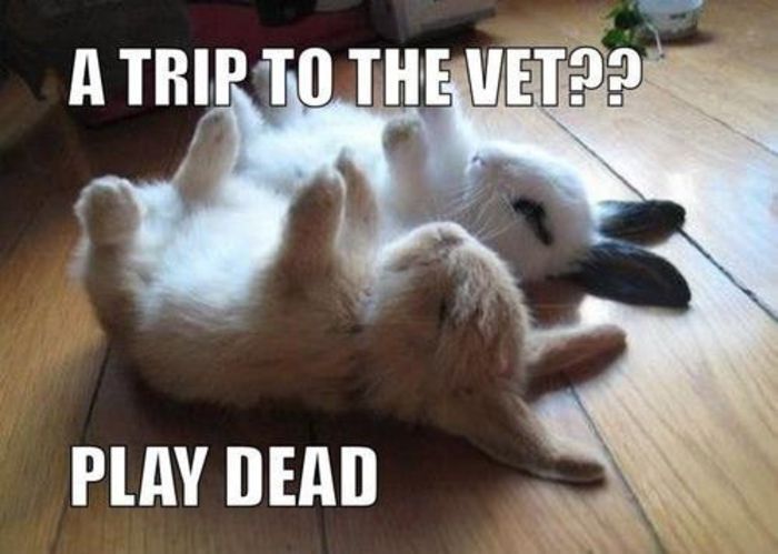 Funny-Bunnies-playing-dead - Poze haioase