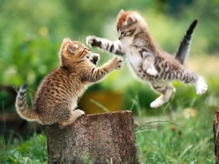 Funny-Fight-Animals-Cats-Fighting-1 - Poze haioase