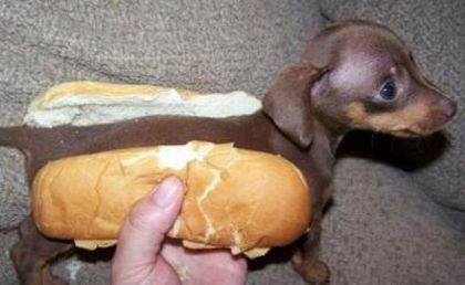 Hotdog-Funny-Animals-Photo1 - Poze haioase