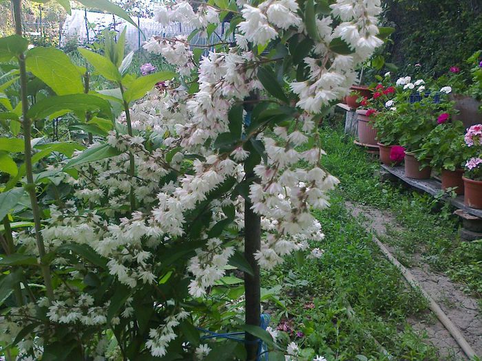 deutzia