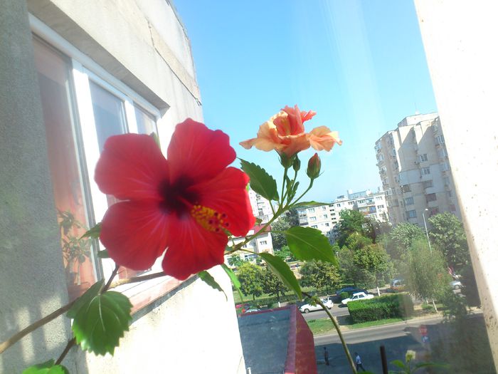 DSC_5443 - Flori 2014
