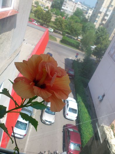 DSC_5469 - Flori 2014