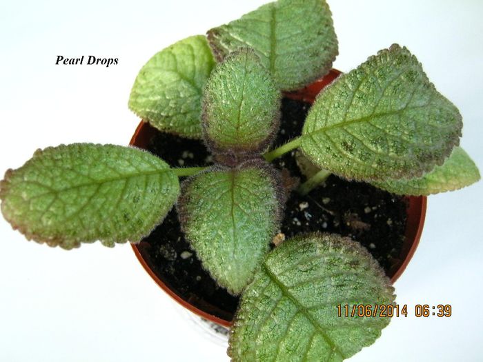 Pearl Drops - Episcia_P