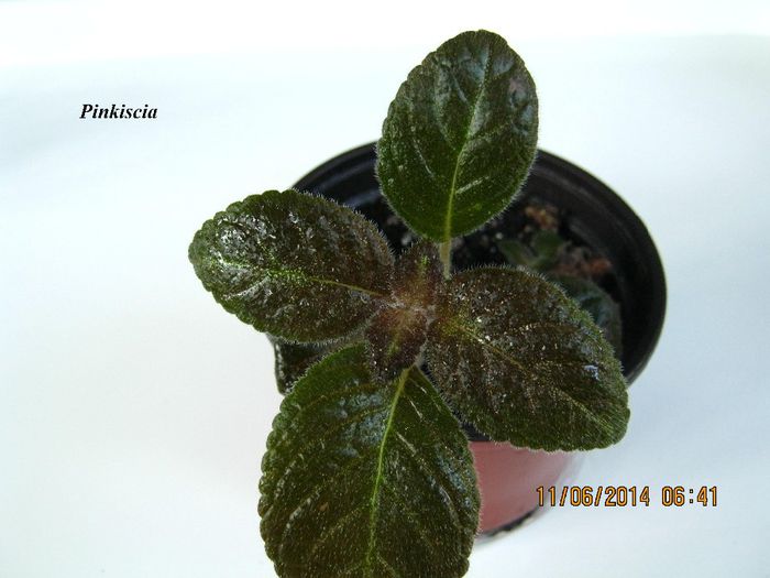 Pinkiscia - Episcia_P