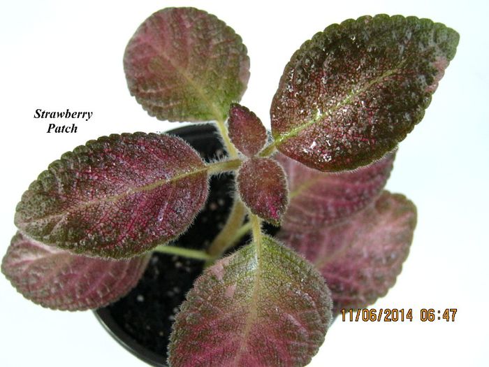 Strawberry Patch - Episcia_S