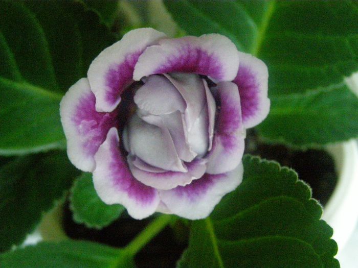 P6080064 - Gloxinute