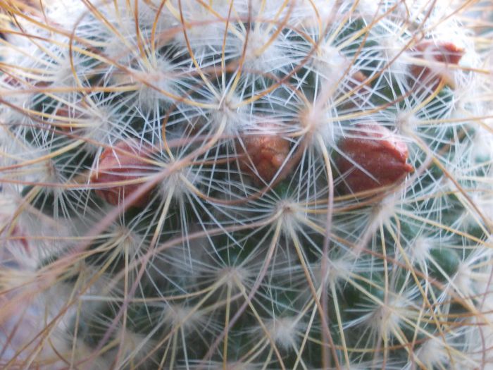 DSCN9638 - cactusi