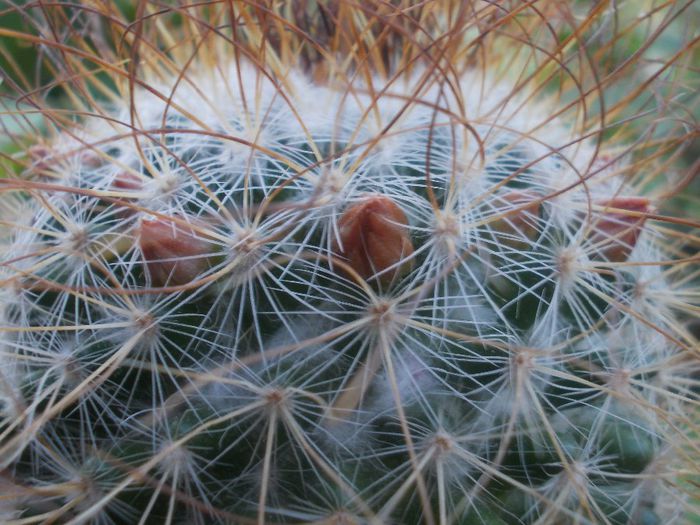 DSCN9649 - cactusi