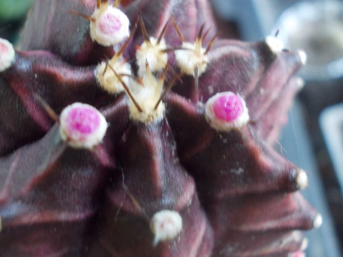 DSCN9657 - cactusi