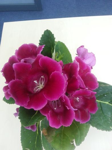 20140611_100820 - Gloxinii 2014