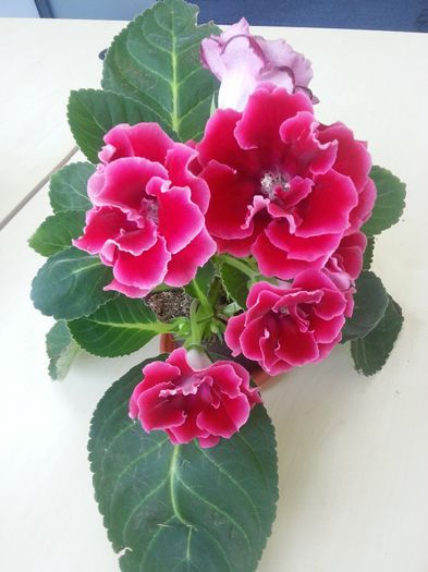 Extasy - Gloxinii 2014