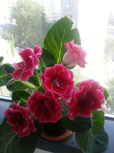 20140611_100119 - Gloxinii 2014