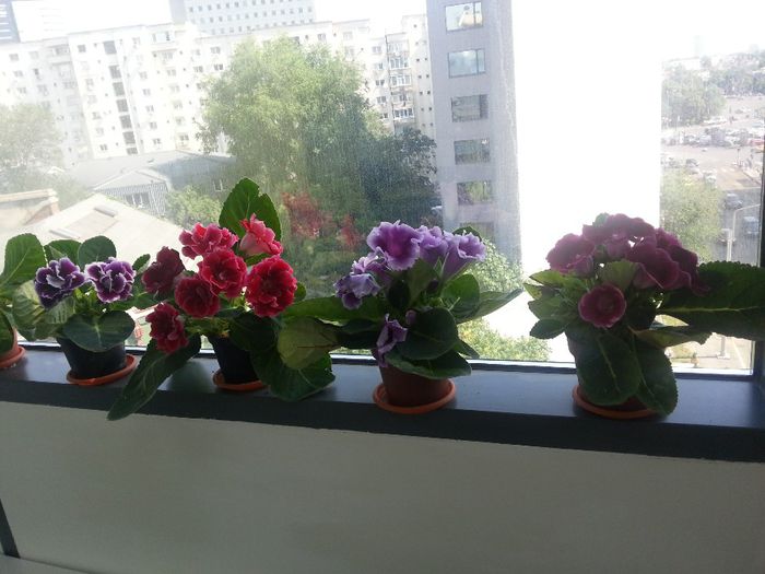 20140611_095956 - Gloxinii 2014