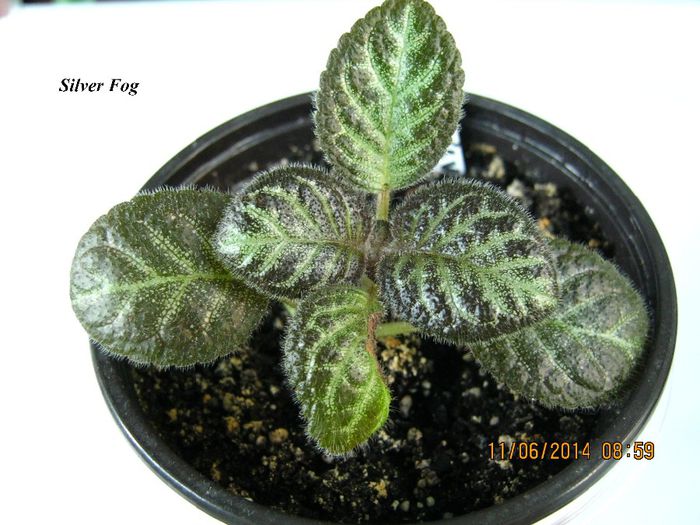 Silver Fog - Episcia_S