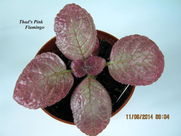 Thad s Pink Flamingo - Episcia_T