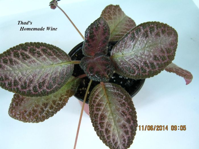 Thad s Homemade Wine - Episcia_T