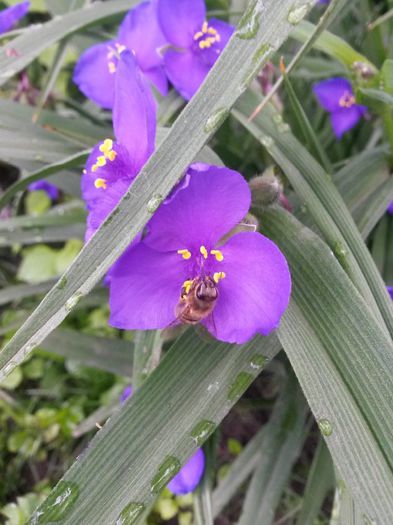 20140606_075539 - flori de gradina 2014