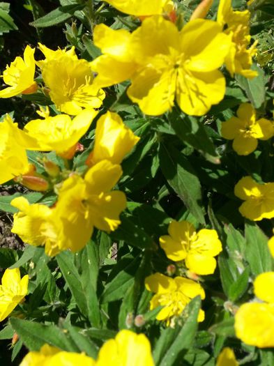 20140609_100342 - flori de gradina 2014