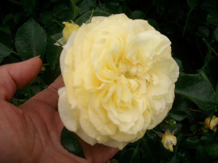 SANY9133 - Trandafiri 2014