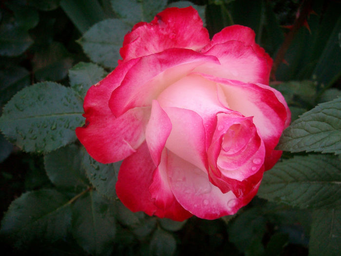 SANY9176 - Trandafiri 2014