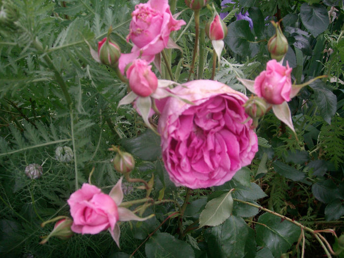 SANY9220 - Trandafiri 2014