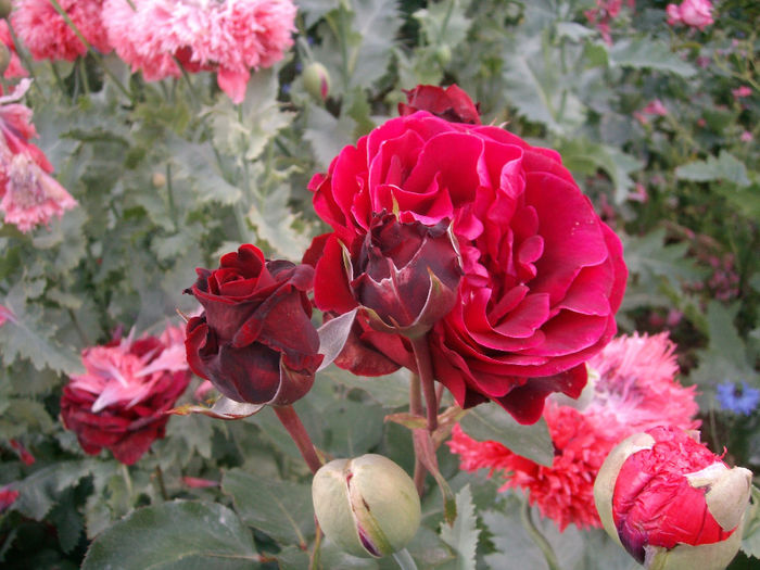 SANY9298 - Trandafiri 2014