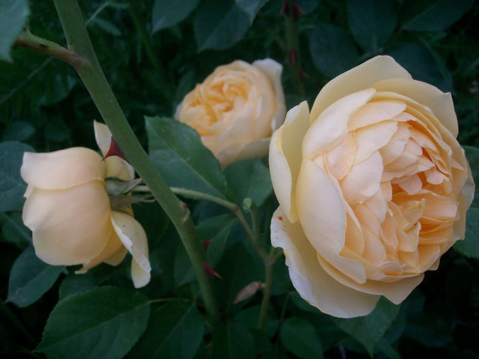 SANY9300 - Trandafiri 2014