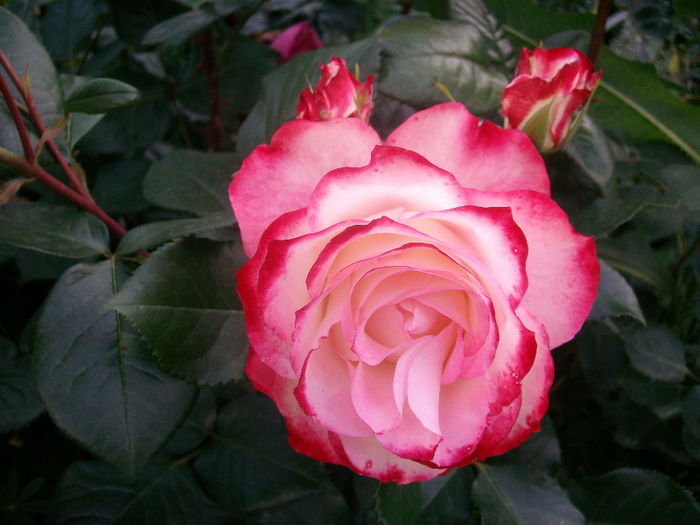 SANY9310 - Trandafiri 2014